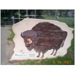 Asher the buffalo.jpg
